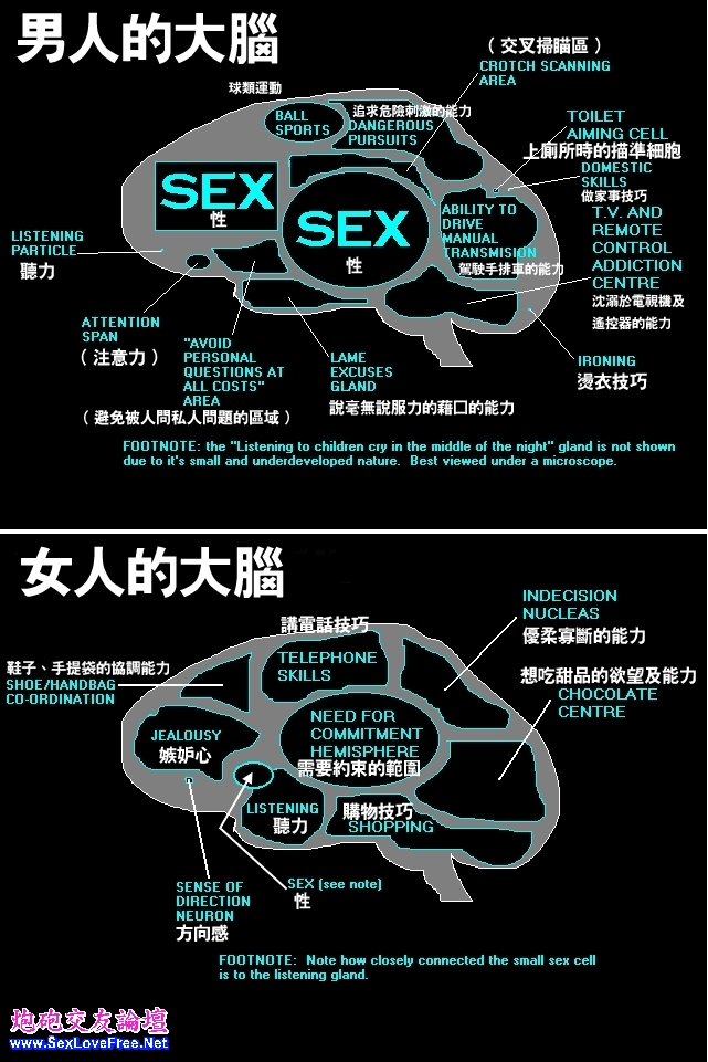 人類大腦 Sex 區.jpg